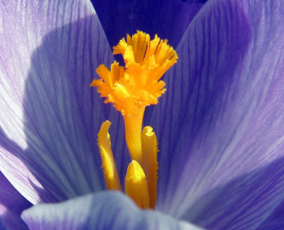 <i class='fa fa-user'></i> B.M.Schouten-Ruis | Bonte Krokus  <i class='fa fa-eye'> 79</i>  <i class='fa fa-thumbs-up'> 5</i>   <i class='fa fa-comment-o'> 3</i>