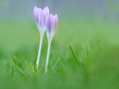 <i class='fa fa-user'></i>&nbsp;Jurgen Maassen&nbsp;|  Bonte Krokus&nbsp; <i class='fa fa-eye'>&nbsp;119</i> &nbsp;<i class='fa fa-thumbs-up'>&nbsp;12</i> &nbsp; <i class='fa fa-comment-o'>&nbsp;11</i>