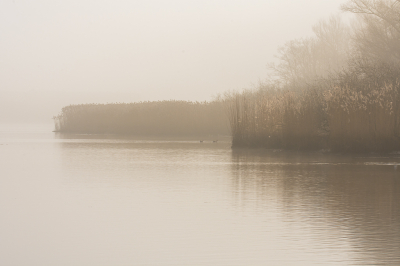 <i class='fa fa-user'></i>&nbsp;ErnovanDoorn&nbsp;|  Mist&nbsp; <i class='fa fa-eye'>&nbsp;86</i> &nbsp; <i class='fa fa-comment-o'>&nbsp;1</i>