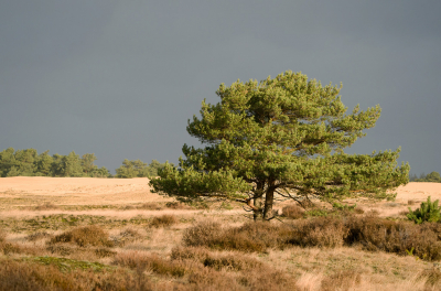 <i class='fa fa-user'></i>&nbsp;Ties Niehof&nbsp;|  Grove Den&nbsp; <i class='fa fa-eye'>&nbsp;88</i> &nbsp;<i class='fa fa-thumbs-up'>&nbsp;1</i> &nbsp; <i class='fa fa-comment-o'>&nbsp;1</i>