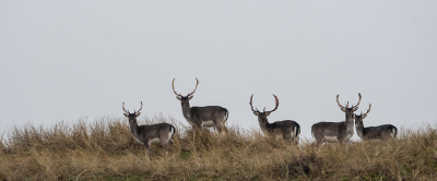 <i class='fa fa-user'></i>&nbsp;Eef Kieft&nbsp;|  Damhert&nbsp; <i class='fa fa-eye'>&nbsp;94</i> &nbsp; <i class='fa fa-comment-o'>&nbsp;2</i>