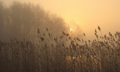 <i class='fa fa-user'></i>&nbsp;Tineke Strijbosch&nbsp;|  Begin van een schitterende dag&nbsp; <i class='fa fa-eye'>&nbsp;80</i> &nbsp;<i class='fa fa-thumbs-up'>&nbsp;3</i> &nbsp; <i class='fa fa-comment-o'>&nbsp;4</i>