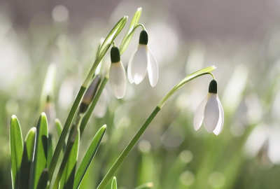 <i class='fa fa-user'></i>&nbsp;GertvanderSchaaf&nbsp;|  Gewoon Sneeuwklokje&nbsp; <i class='fa fa-eye'>&nbsp;83</i> &nbsp; <i class='fa fa-comment-o'>&nbsp;3</i>