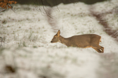 <i class='fa fa-user'></i>&nbsp;ErnovanDoorn&nbsp;|  Ree&nbsp; <i class='fa fa-eye'>&nbsp;107</i> &nbsp; <i class='fa fa-comment-o'>&nbsp;2</i>