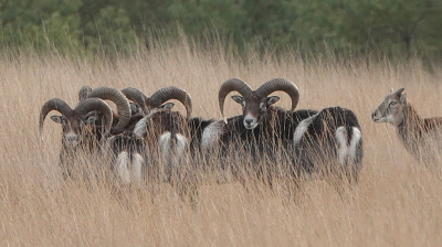 <i class='fa fa-user'></i>&nbsp;nelappelmelk&nbsp;|  Moeflon&nbsp; <i class='fa fa-eye'>&nbsp;221</i> &nbsp; <i class='fa fa-comment-o'>&nbsp;7</i>