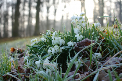 <i class='fa fa-user'></i> hesterb | Dubbel sneeuwklokje  <i class='fa fa-eye'> 59</i>   <i class='fa fa-comment-o'> 11</i>