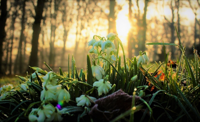 <i class='fa fa-user'></i>&nbsp;hesterb&nbsp;|  Dubbel Sneeuwklokje&nbsp; <i class='fa fa-eye'>&nbsp;65</i> &nbsp; <i class='fa fa-comment-o'>&nbsp;10</i>