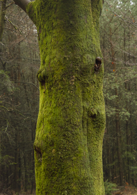 <i class='fa fa-user'></i>&nbsp;ErnovanDoorn&nbsp;|  Beuk&nbsp; <i class='fa fa-eye'>&nbsp;90</i> &nbsp; <i class='fa fa-comment-o'>&nbsp;2</i>