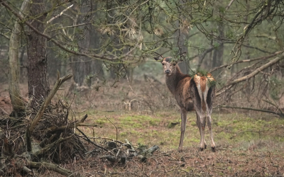 <i class='fa fa-user'></i>&nbsp;nelappelmelk&nbsp;|  Edelhert&nbsp; <i class='fa fa-eye'>&nbsp;106</i> &nbsp;<i class='fa fa-thumbs-up'>&nbsp;2</i> &nbsp; <i class='fa fa-comment-o'>&nbsp;3</i>