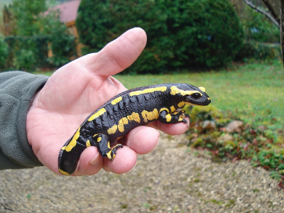 <i class='fa fa-user'></i> Peter van Eijk | Vuursalamander  <i class='fa fa-eye'> 207</i>  <i class='fa fa-thumbs-up'> 1</i>   <i class='fa fa-comment-o'> 9</i>