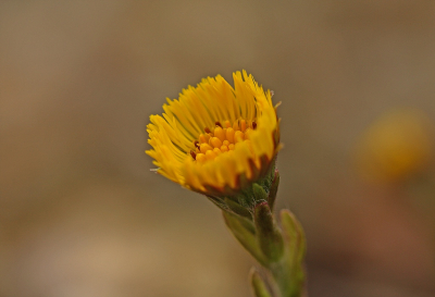 <i class='fa fa-user'></i>&nbsp;Cor&nbsp;|  Klein Hoefblad&nbsp; <i class='fa fa-eye'>&nbsp;86</i> &nbsp;<i class='fa fa-thumbs-up'>&nbsp;8</i> &nbsp; <i class='fa fa-comment-o'>&nbsp;7</i>