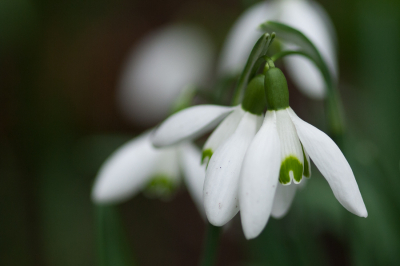 <i class='fa fa-user'></i>&nbsp;susan meijnders&nbsp;|  Gewoon Sneeuwklokje&nbsp; <i class='fa fa-eye'>&nbsp;75</i> &nbsp; <i class='fa fa-comment-o'>&nbsp;5</i>