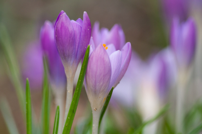 <i class='fa fa-user'></i>&nbsp;susan meijnders&nbsp;|  Bonte Krokus&nbsp; <i class='fa fa-eye'>&nbsp;62</i> &nbsp;<i class='fa fa-thumbs-up'>&nbsp;2</i> &nbsp; <i class='fa fa-comment-o'>&nbsp;2</i>