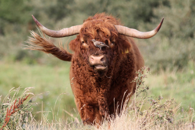 <i class='fa fa-user'></i>&nbsp;GertvanderSchaaf&nbsp;|  Schotse Hooglander&nbsp; <i class='fa fa-eye'>&nbsp;145</i> &nbsp;<i class='fa fa-thumbs-up'>&nbsp;4</i> &nbsp; <i class='fa fa-comment-o'>&nbsp;8</i>