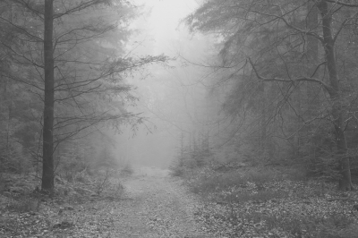 <i class='fa fa-user'></i>&nbsp;ErnovanDoorn&nbsp;|  Bos en nevel&nbsp; <i class='fa fa-eye'>&nbsp;97</i> &nbsp;<i class='fa fa-thumbs-up'>&nbsp;4</i> &nbsp; <i class='fa fa-comment-o'>&nbsp;10</i>