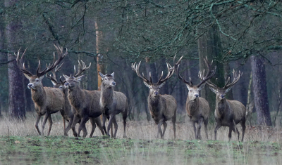 <i class='fa fa-user'></i>&nbsp;nelappelmelk&nbsp;|  Edelhert&nbsp; <i class='fa fa-eye'>&nbsp;156</i> &nbsp;<i class='fa fa-thumbs-up'>&nbsp;3</i> &nbsp; <i class='fa fa-comment-o'>&nbsp;8</i>