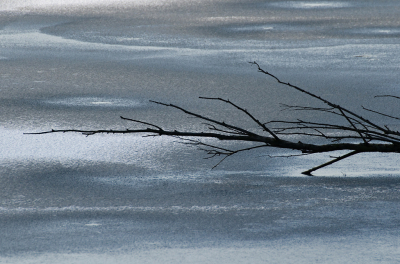 <i class='fa fa-user'></i>&nbsp;Eef Kieft&nbsp;|  IJzige kou&nbsp; <i class='fa fa-eye'>&nbsp;80</i> &nbsp; <i class='fa fa-comment-o'>&nbsp;3</i>