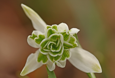 <i class='fa fa-user'></i>&nbsp;Cor&nbsp;|  Dubbel Sneeuwklokje&nbsp; <i class='fa fa-eye'>&nbsp;93</i> &nbsp;<i class='fa fa-thumbs-up'>&nbsp;5</i> &nbsp; <i class='fa fa-comment-o'>&nbsp;6</i>