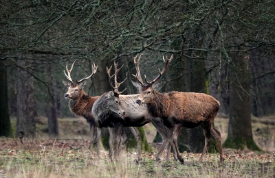 <i class='fa fa-user'></i>&nbsp;nelappelmelk&nbsp;|  Edelhert&nbsp; <i class='fa fa-eye'>&nbsp;143</i> &nbsp;<i class='fa fa-thumbs-up'>&nbsp;2</i> &nbsp; <i class='fa fa-comment-o'>&nbsp;6</i>