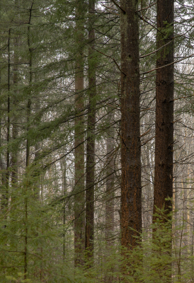 <i class='fa fa-user'></i>&nbsp;ErnovanDoorn&nbsp;|  Douglasspar&nbsp; <i class='fa fa-eye'>&nbsp;65</i> &nbsp;<i class='fa fa-thumbs-up'>&nbsp;1</i> &nbsp; <i class='fa fa-comment-o'>&nbsp;5</i>