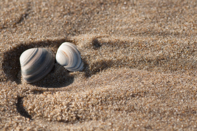 <i class='fa fa-user'></i> susan meijnders | Halfgeknotte Strandschelp  <i class='fa fa-eye'> 72</i>  <i class='fa fa-thumbs-up'> 1</i>   <i class='fa fa-comment-o'> 3</i>