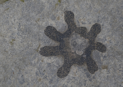 <i class='fa fa-user'></i>&nbsp;Ad Sprang&nbsp;|  Asteractinella sp.&nbsp; <i class='fa fa-eye'>&nbsp;115</i> &nbsp;<i class='fa fa-thumbs-up'>&nbsp;1</i> &nbsp; <i class='fa fa-comment-o'>&nbsp;14</i>