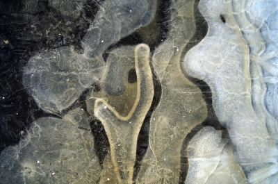 <i class='fa fa-user'></i>&nbsp;liesbeth van vliet&nbsp;|  IJs tekening&nbsp; <i class='fa fa-eye'>&nbsp;99</i> &nbsp;<i class='fa fa-thumbs-up'>&nbsp;8</i> &nbsp; <i class='fa fa-comment-o'>&nbsp;10</i>