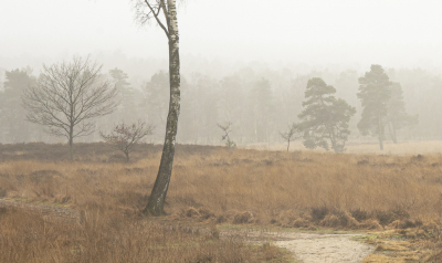 <i class='fa fa-user'></i>&nbsp;ErnovanDoorn&nbsp;|  Regen&nbsp; <i class='fa fa-eye'>&nbsp;86</i> &nbsp; <i class='fa fa-comment-o'>&nbsp;4</i>