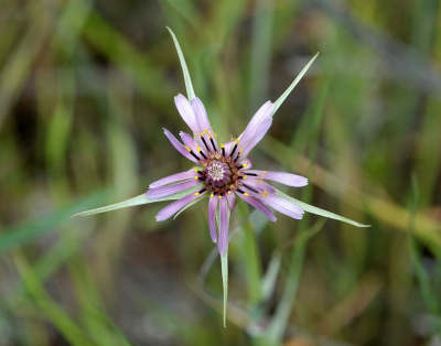 <i class='fa fa-user'></i>&nbsp;ko katsman&nbsp;|  Paarse Morgenster&nbsp; <i class='fa fa-eye'>&nbsp;115</i> &nbsp;<i class='fa fa-thumbs-up'>&nbsp;2</i> &nbsp; <i class='fa fa-comment-o'>&nbsp;8</i>