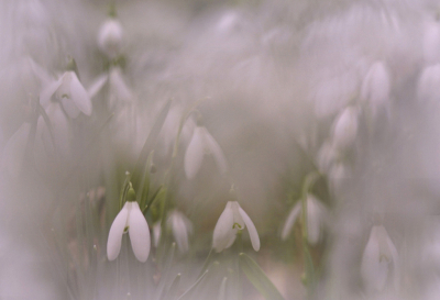 <i class='fa fa-user'></i>&nbsp;Nel R&nbsp;|  Gewoon Sneeuwklokje&nbsp; <i class='fa fa-eye'>&nbsp;89</i> &nbsp;<i class='fa fa-thumbs-up'>&nbsp;1</i> &nbsp; <i class='fa fa-comment-o'>&nbsp;4</i>