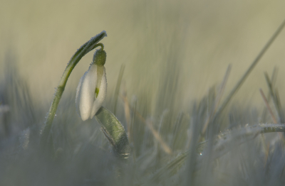 <i class='fa fa-user'></i>&nbsp;ErnovanDoorn&nbsp;|  Gewoon Sneeuwklokje&nbsp; <i class='fa fa-eye'>&nbsp;94</i> &nbsp;<i class='fa fa-thumbs-up'>&nbsp;5</i> &nbsp; <i class='fa fa-comment-o'>&nbsp;8</i>