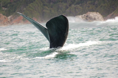 Tijdens een excursie dook deze walvis eventjes op en verdween weer bijna direct. Op de achtergrond de vage contouren van Tsitsikama natural parc, nagenoeg onherbergzaam!