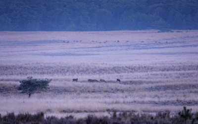 <i class='fa fa-user'></i>&nbsp;nelappelmelk&nbsp;|  Blauw van de kou&nbsp; <i class='fa fa-eye'>&nbsp;128</i> &nbsp;<i class='fa fa-thumbs-up'>&nbsp;1</i> &nbsp; <i class='fa fa-comment-o'>&nbsp;5</i>