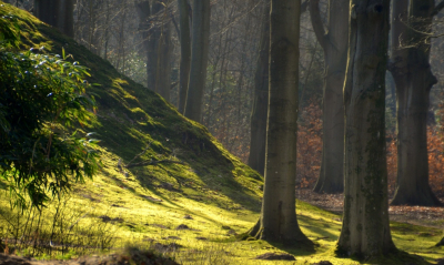 <i class='fa fa-user'></i>&nbsp;B.M.Schouten-Ruis&nbsp;|  Landschap  in buitenplaats Elswout&nbsp; <i class='fa fa-eye'>&nbsp;124</i> &nbsp;<i class='fa fa-thumbs-up'>&nbsp;1</i> &nbsp; <i class='fa fa-comment-o'>&nbsp;8</i>