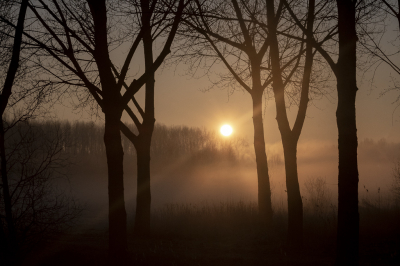 Regelmatig fiets ik langs het Balijbos bij Pijnacker naar mijn werk (in Delfgauw). Als je dan zomaar een koude mistige ochtend cadeau krijgt, is dat een uitgelezen kans op zowel de mist als de opkomende zon op de foto te zetten. Een hoge sluitertijd en een finke scherptediepte doen hier hun werk om de eerste zonnestralen tussen de bomen door te vangen en de mist enigszins op te lichten.