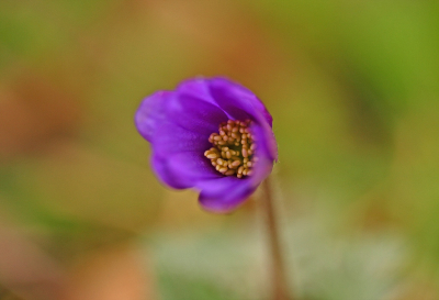 <i class='fa fa-user'></i>&nbsp;Cor&nbsp;|  Blauwe Anemoon&nbsp; <i class='fa fa-eye'>&nbsp;112</i> &nbsp;<i class='fa fa-thumbs-up'>&nbsp;8</i> &nbsp; <i class='fa fa-comment-o'>&nbsp;10</i>