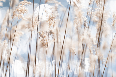 <i class='fa fa-user'></i>&nbsp;Loes Belovics&nbsp;|  Riet&nbsp; <i class='fa fa-eye'>&nbsp;99</i> &nbsp; <i class='fa fa-comment-o'>&nbsp;5</i>