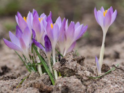 <i class='fa fa-user'></i>&nbsp;susan meijnders&nbsp;|  Bonte Krokus&nbsp; <i class='fa fa-eye'>&nbsp;74</i> &nbsp; <i class='fa fa-comment-o'>&nbsp;4</i>