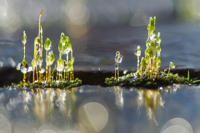 <i class='fa fa-user'></i>&nbsp;Truus Aletta Maan&nbsp;|  Knikmos sp.&nbsp; <i class='fa fa-eye'>&nbsp;132</i> &nbsp;<i class='fa fa-thumbs-up'>&nbsp;13</i> &nbsp; <i class='fa fa-comment-o'>&nbsp;9</i>