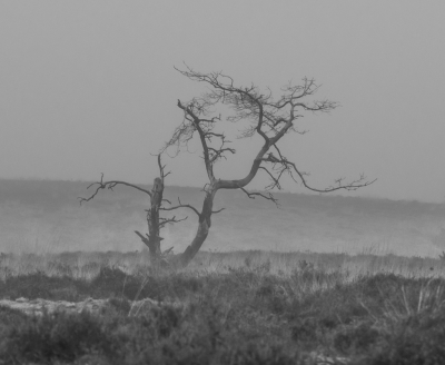 <i class='fa fa-user'></i>&nbsp;ErnovanDoorn&nbsp;|  Dode Boom&nbsp; <i class='fa fa-eye'>&nbsp;89</i> &nbsp; <i class='fa fa-comment-o'>&nbsp;5</i>