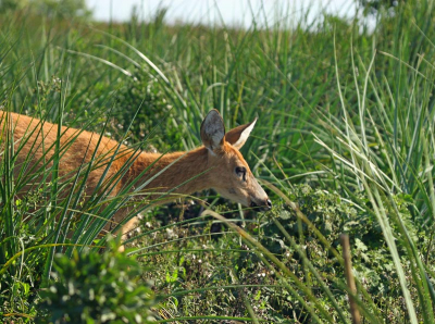 Hinde die rustig aan de oever op het veen aan het grazen was.

Ibera deed me denken aan de Weerribben, maar dan veel groter en soortenrijker