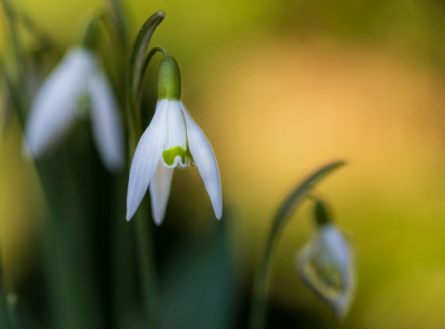 <i class='fa fa-user'></i>&nbsp;kiran&nbsp;|  Gewoon Sneeuwklokje&nbsp; <i class='fa fa-eye'>&nbsp;68</i> &nbsp;<i class='fa fa-thumbs-up'>&nbsp;2</i> &nbsp; <i class='fa fa-comment-o'>&nbsp;6</i>