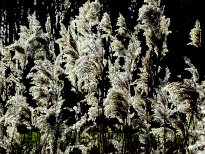 <i class='fa fa-user'></i>&nbsp;B.M.Schouten-Ruis&nbsp;|  Riet&nbsp; <i class='fa fa-eye'>&nbsp;91</i> &nbsp;<i class='fa fa-thumbs-up'>&nbsp;2</i> &nbsp; <i class='fa fa-comment-o'>&nbsp;2</i>