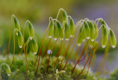 <i class='fa fa-user'></i>&nbsp;Nel R&nbsp;|  Gedraaid Knikmos&nbsp; <i class='fa fa-eye'>&nbsp;91</i> &nbsp;<i class='fa fa-thumbs-up'>&nbsp;5</i> &nbsp; <i class='fa fa-comment-o'>&nbsp;7</i>