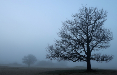 <i class='fa fa-user'></i>&nbsp;rixte&nbsp;|  Boom in de mist&nbsp; <i class='fa fa-eye'>&nbsp;78</i> &nbsp;<i class='fa fa-thumbs-up'>&nbsp;3</i> &nbsp; <i class='fa fa-comment-o'>&nbsp;11</i>