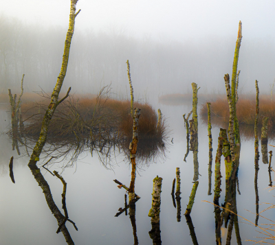 <i class='fa fa-user'></i>&nbsp;wimwes&nbsp;|  Berken spiegel&nbsp; <i class='fa fa-eye'>&nbsp;113</i> &nbsp;<i class='fa fa-thumbs-up'>&nbsp;2</i> &nbsp; <i class='fa fa-comment-o'>&nbsp;7</i>