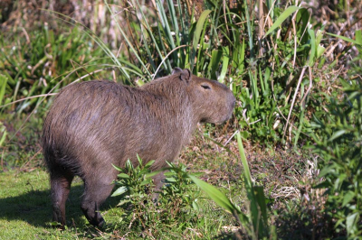 Niet de cavia die je in huis wil nemen. 's Werelds grootste knaagdier is echter zo mak als een schaap. Daar hebben de piranha's wel een kluifje aan.