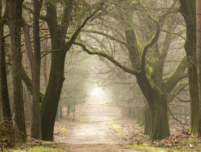 <i class='fa fa-user'></i>&nbsp;ErnovanDoorn&nbsp;|  Bospad&nbsp; <i class='fa fa-eye'>&nbsp;111</i> &nbsp;<i class='fa fa-thumbs-up'>&nbsp;2</i> &nbsp; <i class='fa fa-comment-o'>&nbsp;9</i>