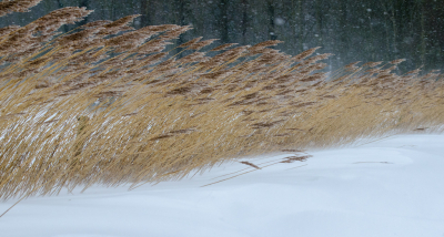 <i class='fa fa-user'></i>&nbsp;Eef Kieft&nbsp;|  Kou&nbsp; <i class='fa fa-eye'>&nbsp;91</i> &nbsp;<i class='fa fa-thumbs-up'>&nbsp;4</i> &nbsp; <i class='fa fa-comment-o'>&nbsp;6</i>