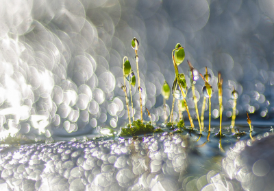 Nature picture: 2. Bryum sp. / Knikmos sp. / Thread-moss sp.